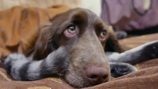 cat and a sad patient dog are sleeping indoors together funny video. cat and dog friendship