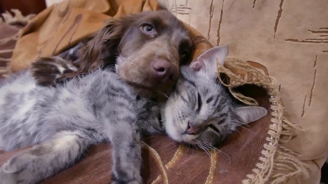 cat and a dog are sleeping together funny video. friendship cat indoors and dog