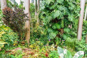 Hunte´s Botanical Garden on the Caribbean island of Barbados. It is a paradise destination with a...