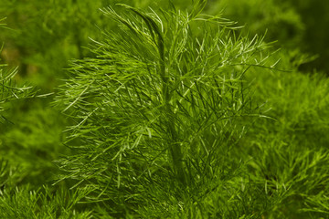 Dill. Herb leaf background