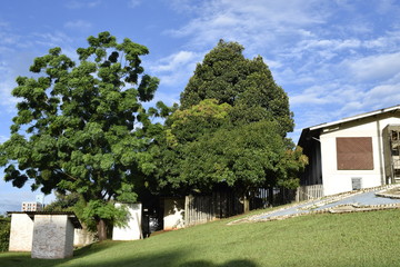 Fototapeta na wymiar Jardim de árvores