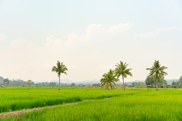 Obraz premium Green nature landscape with Paddy jasmine rice field in Thailand