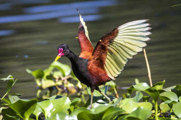 ja&ccedil;an&atilde;