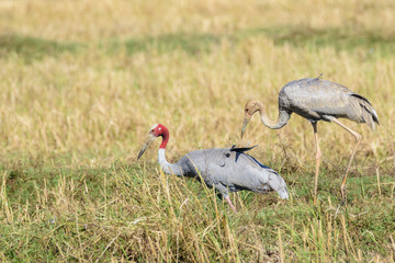 Two Thai Sarus crane , mother and her chick , foraging in uncultivated patches  , Buriram  , Thailand