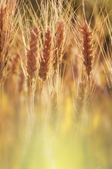 Spikes of wheat in the soil close-up. Toned