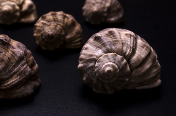 pattern from shells of rapans on black