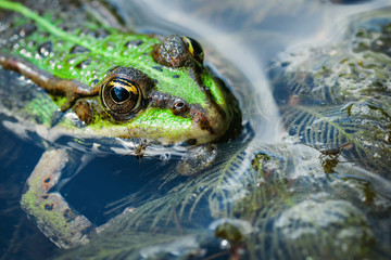 green frog in the water among the seaweed