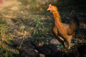 hen walking for food on the ground