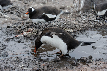 Naklejka premium Gentoo penguin going