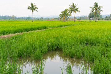 Paddy jasmine rice farm in Thailand
