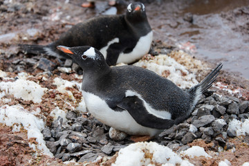 Fototapeta premium Gentoo penguin laying on stone