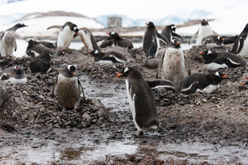 Gentoo penguin going with stone in beak