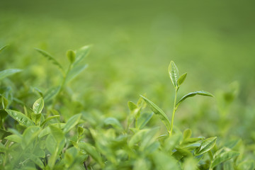 Fototapeta na wymiar Green tea bud and leaves. Tea plantations