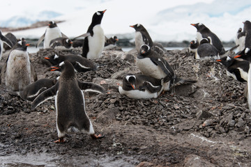 Gentoo penguin going with stone in beak