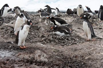 Gentoo penguin's colony