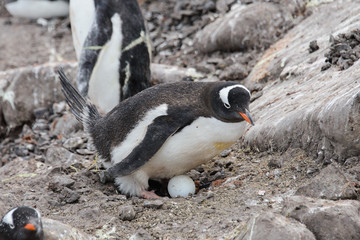 Gentoo penguin with egg in nest