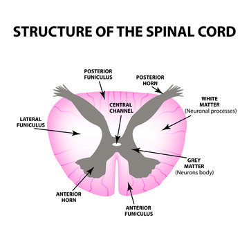 The structure of the spinal cord. Infographics. Vector illustration on isolated background.