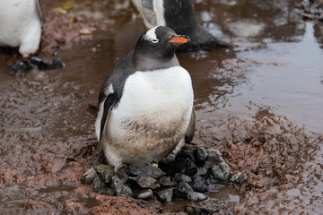 Gentoo penguin going in mud