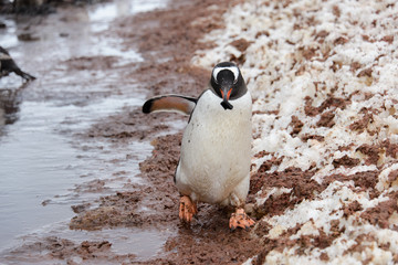 Gentoo penguin going with stone in beak