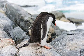 Fototapeta premium Gentoo penguins on stone