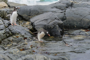Gentoo penguin flying