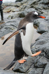 Fototapeta premium Gentoo penguin flying