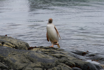 Gentoo penguin albino