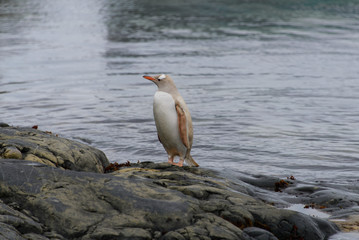 Gentoo penguin albino