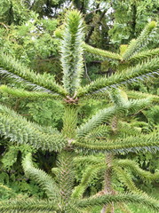 Monkey puzzle tree Araucaria araucaria