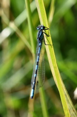 Eurasian Bluet damselfly of the genus Coenagrion