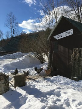 Vermont chicken coop in the snow