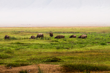 Naklejka na ściany i meble Ngorongoro Conservation Area Landscape and Wildlife