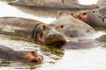 Common hippopotamus (Hippopotamus amphibius) in the water in Ngorongoro
