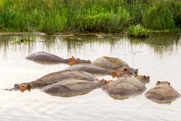 Common hippopotamus (Hippopotamus amphibius) in the water in Ngorongoro