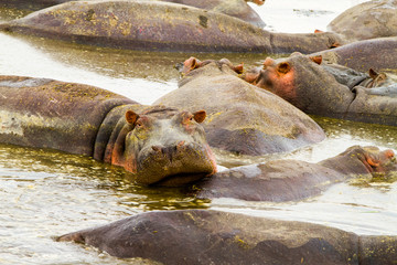 Common hippopotamus (Hippopotamus amphibius) in the water in Ngorongoro