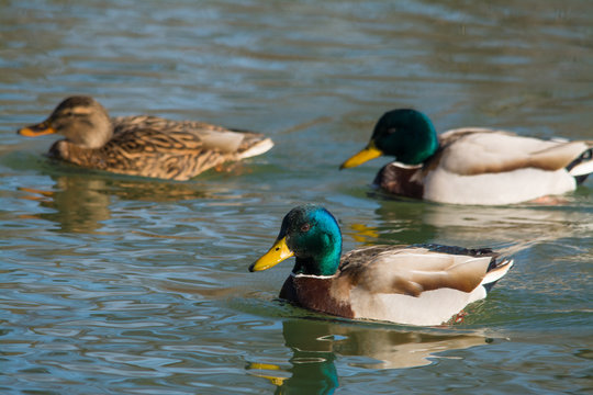 Wildlife photo - flock of wild ducks is swimming on lake, Danubian wetland, Slovakia, Europe