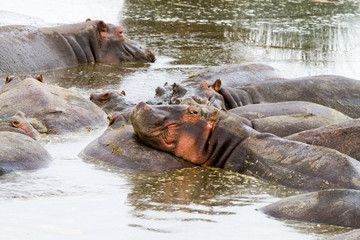 Fototapeta na wymiar Common hippopotamus (Hippopotamus amphibius) in the water in Ngorongoro