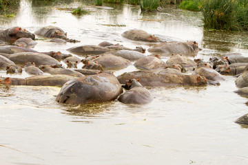 Common hippopotamus (Hippopotamus amphibius) in the water in Ngorongoro