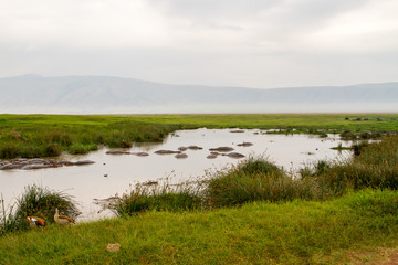 Fototapeta na wymiar Common hippopotamus (Hippopotamus amphibius) in the water in Ngorongoro