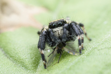 Jumping spider or Carrhotus sannio ( male ) with prey on green leaf