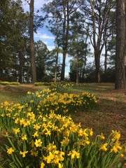 Pine trees daffodil field 