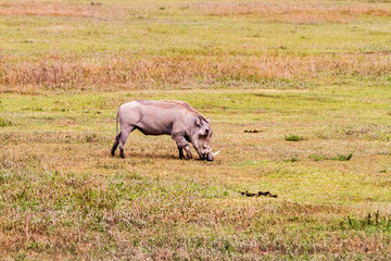 Obraz premium The common warthog (Phacochoerus africanus), wild member of the pig family (Suidae) found in grassland, savanna, and woodland in in Ngorongoro Conservation Area (NCA) Crater Highlands, Tanzania