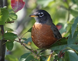 Spring Robin in Tree