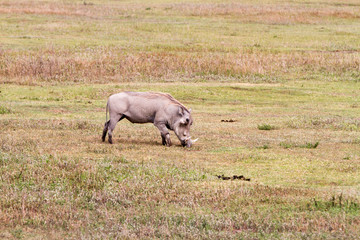 The common warthog (Phacochoerus africanus), wild member of the pig family (Suidae) found in grassland, savanna, and woodland in in Ngorongoro Conservation Area (NCA) Crater Highlands, Tanzania