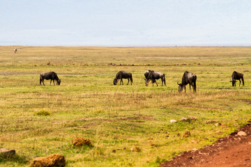 Fototapeta na wymiar Blue wildebeests (Connochaetes taurinus), called common wildebeest, white-bearded wildebeest or brindled gnu large antelope in Ngorongoro Conservation Area (NCA) Crater Highlands, Tanzania