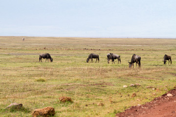 Naklejka na ściany i meble Blue wildebeests (Connochaetes taurinus), called common wildebeest, white-bearded wildebeest or brindled gnu large antelope in Ngorongoro Conservation Area (NCA) Crater Highlands, Tanzania
