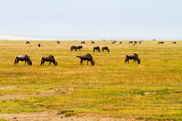 Blue wildebeests (Connochaetes taurinus), called common wildebeest, white-bearded wildebeest or brindled gnu large antelope in Ngorongoro Conservation Area (NCA) Crater Highlands, Tanzania