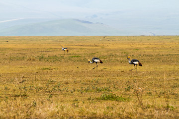 Fototapeta na wymiar Grey crowned crane (Balearica regulorum) endangered birds