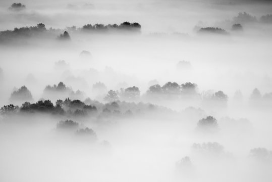 Fototapeta trees in the fog - black and white photo