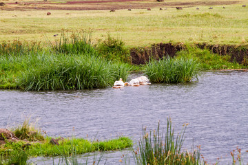 Great white pelican (Pelecanus onocrotalus) in Ngorongoro Crater
